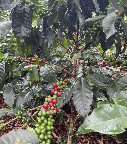 Untitled design (12)